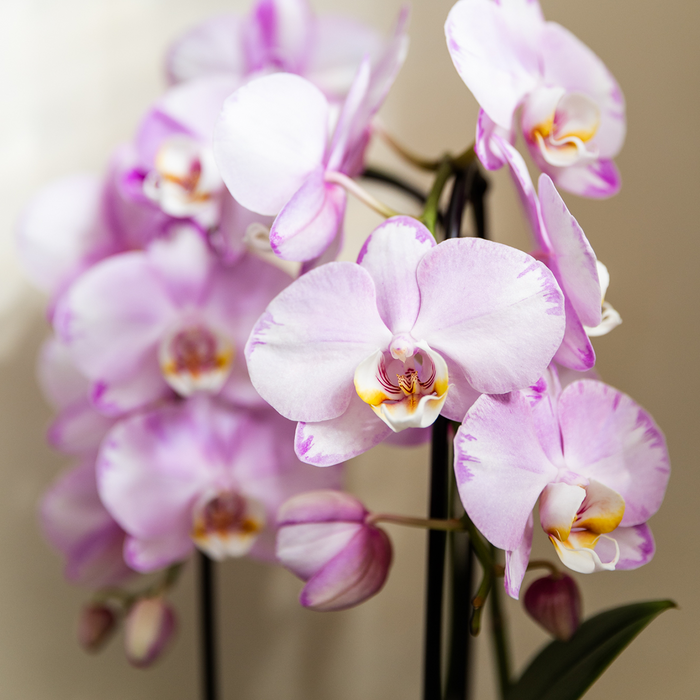 Kolibri Company | Mesh White Plant Set | Pink Niagara Falls orchid 12 cm + green plants incl. decorative pots