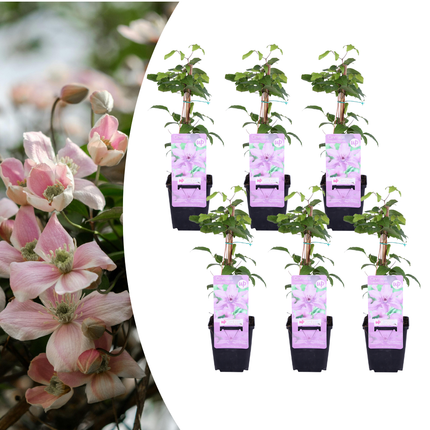 Clematis ‘Hagley Hybrid’ 6x – P9 pot – prachtige roze bloeiende klimplant