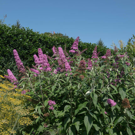 Arbusto de mariposas - Buddleja davidii Pink Delight - Flor rosa - ↕25cm - Ø17cm - 1x