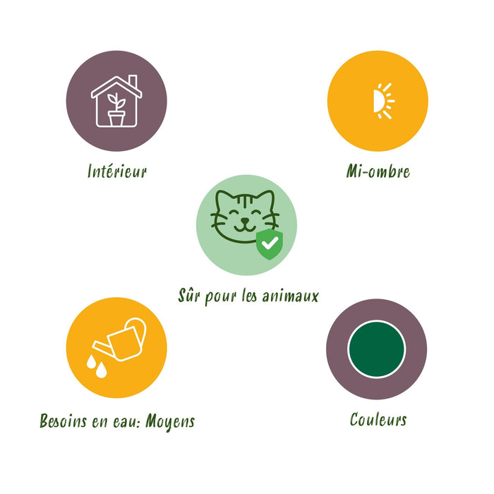 Chamaedorea elegans - Goudpalm - met grijze plantenpotten - ↕15cm - Ø12cm - 2x