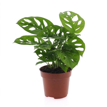 Monstera Adansonii - Rhaphidophora Tetrasperma - Pot 12cm - Hoogte - 25cm