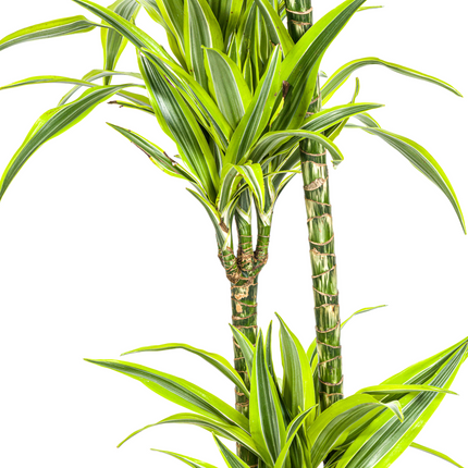 Dracaena Deremensis Lemon Lime met mand - ↕130-150cm - Ø24cm