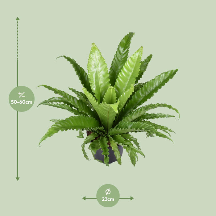 Asplenium Antiquum Osaka - ↕60cm - Ø23cm