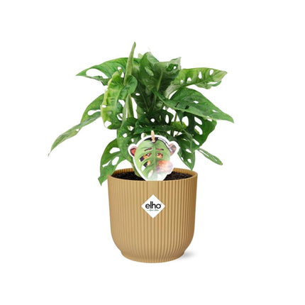Monstera 'Monkey Leaf' in Gelb, elho Vibes Fold - ↕20-30cm - Ø14cm