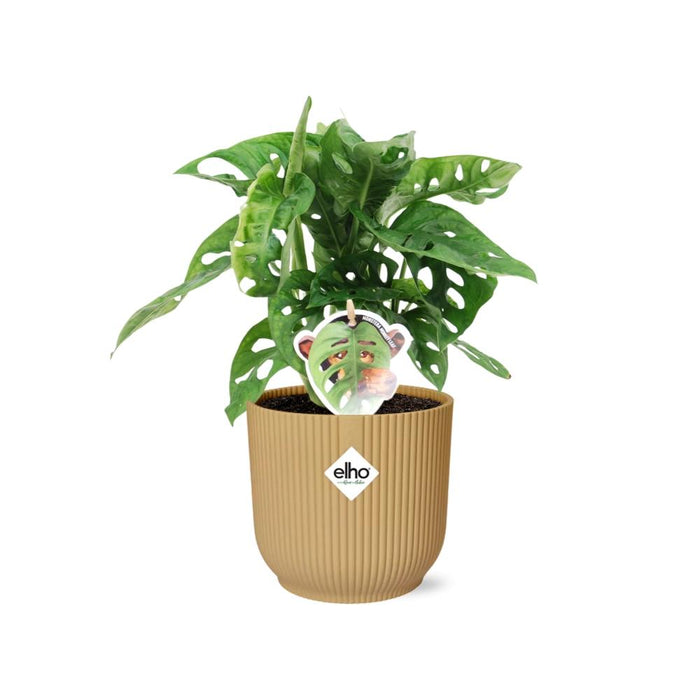 Monstera ‘Monkey Leaf’ in elho Vibes Fold Ø14cm geel