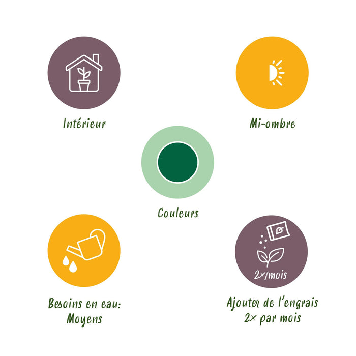 Howea Forsteriana - Kentia Palm - met Mand - ↕80-85cm - Ø19cm