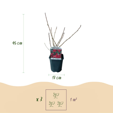 Ribes Sanguineum Kind Edward - Red Flower - ↕45cm - Ø17cm