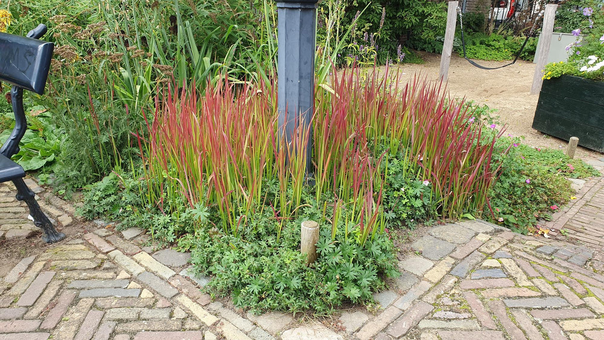 Imperata Cylindrica 'Red Baron' - Japans Bloedgras - ↕10-25cm - Ø9cm - 60x
