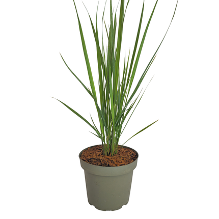 Panicum virgatum ‘Northwind’ – Vingergras - Ø12cm - 3x