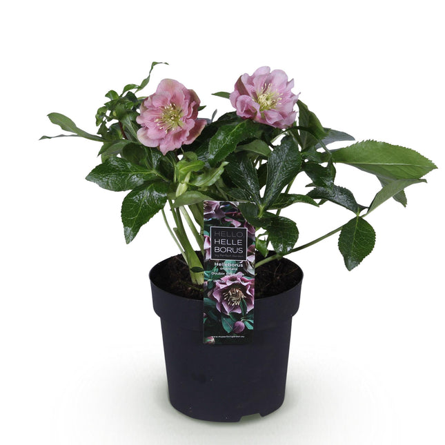 Fasterose - Helleborus orientalis Dobbelt Ellen Pink - Lyserød Blomst - ↕35cm - Ø14cm