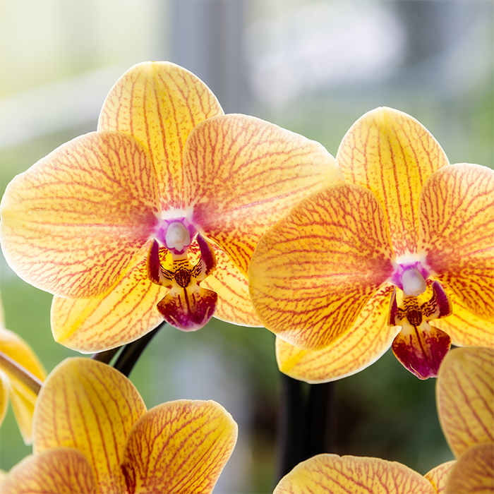 Kolibri Orchids | Niagara Falls orchidee Sunny Bunny met Poppy sierpot peach – Ø12cm