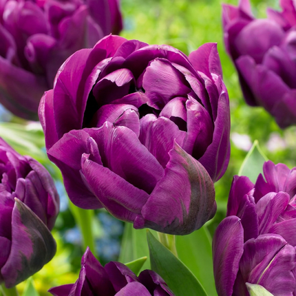 24x Tulipa Double Lilac - Bloembollen - Dubbele lila tulp - Paars - Voorjaarsbloeier - Bolmaat 11/12