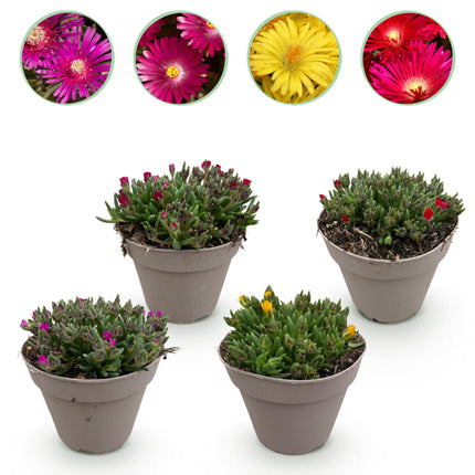 Couvre-sol - Rustique - Delosperma - Lot de 4 - Coloris : Rouge, Jaune, Violet, Rose - Entretien facile - Pot de 14 cm - Hauteur : 17 cm