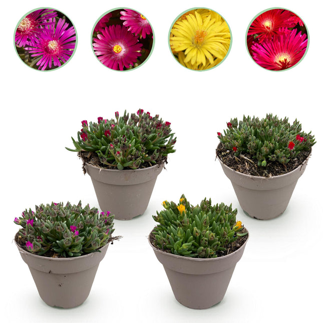 Delosperma - IJsbloem - Rood, Geel, Paars, Roze - ↕17cm - Ø14cm - 4x