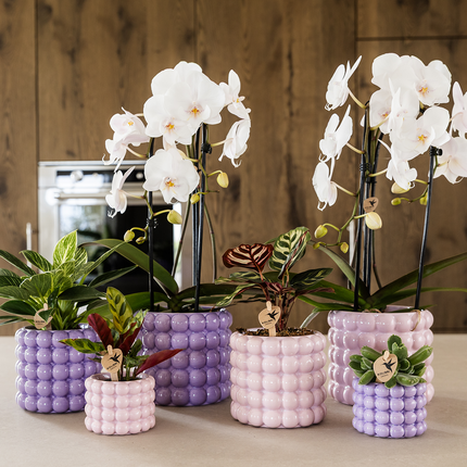 Kolibri Home | Poppy sierpot - Purple - Ø12cm
