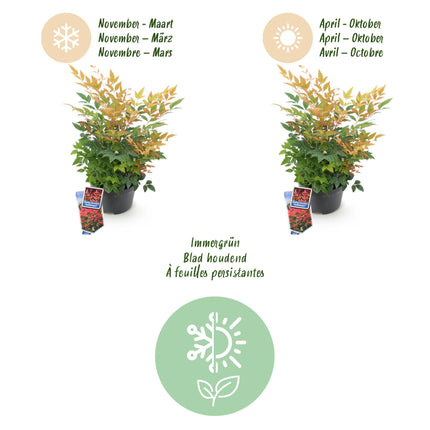 Nandina Gulfstream - Oranje - 2 Planten - Groenblijvend - Weinig Onderhoud - Pot 17cm Hoogte 45cm