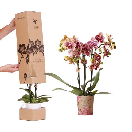 Sorpresa Diamante - caja sorpresa con 1 orquídea Kolibri Diamante de 9 cm de diámetro.