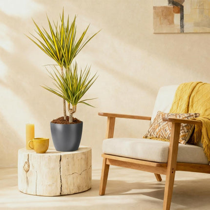 Dracaena Sunray - Drakenbloedboom - met grijze plantenpot - ↕90-100cm - Ø21cm