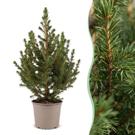 4x Picea glauca Conica - Kegelspar - Groen - Kerstboom - Ø13cm - ↕45cm