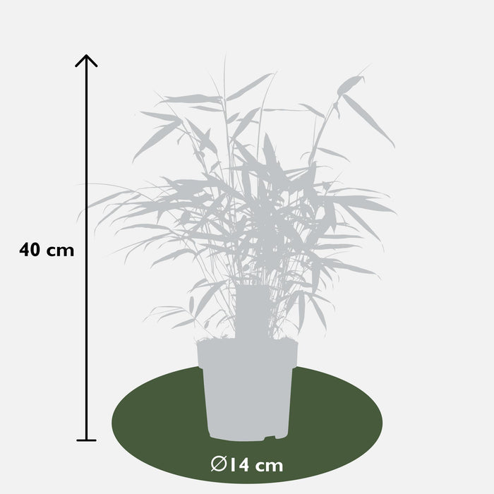 Fargesia robusta 'Pingwu' - Bamboe - ↕40cm - Ø14cm
