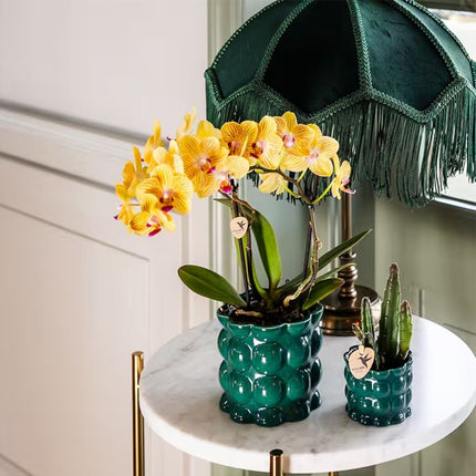 Kolibri Orchids | Plantenset Cotton Groen - Gele Phalaenopsis Orchidee Blossom Lima & Stapelia Leendertziae
