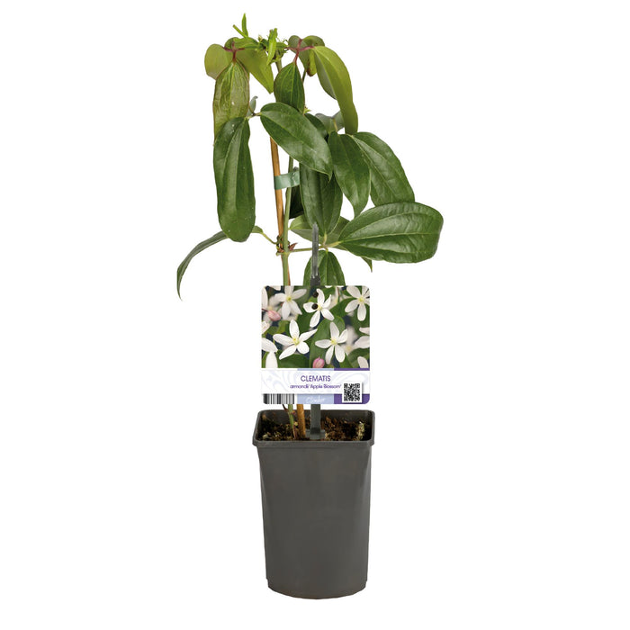 Klimplant - Clematis armandii Apple Blossom - Bloem Roze - Groenblijvend - Weinig onderhoud - 1 Plant pot 11cm Hoogte 40cm