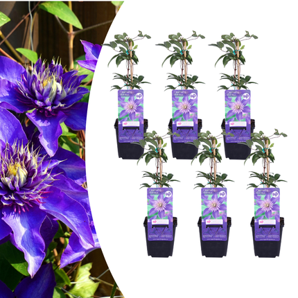 Clematis ‘Multi Blue’ 6x – P9 pot – bijzondere blauw bloeiende klimplant