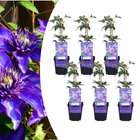Clematide ‘Multi Blue’ 6x – vaso P9 – speciale pianta rampicante a fioritura blu