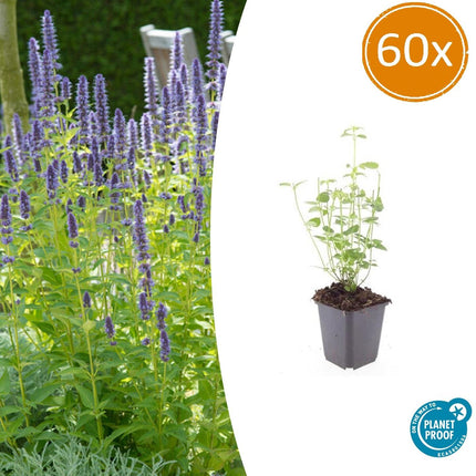 Agastache 'Black Adder' - Pianta di liquirizia - ↕10-25cm - Ø9cm - 60x