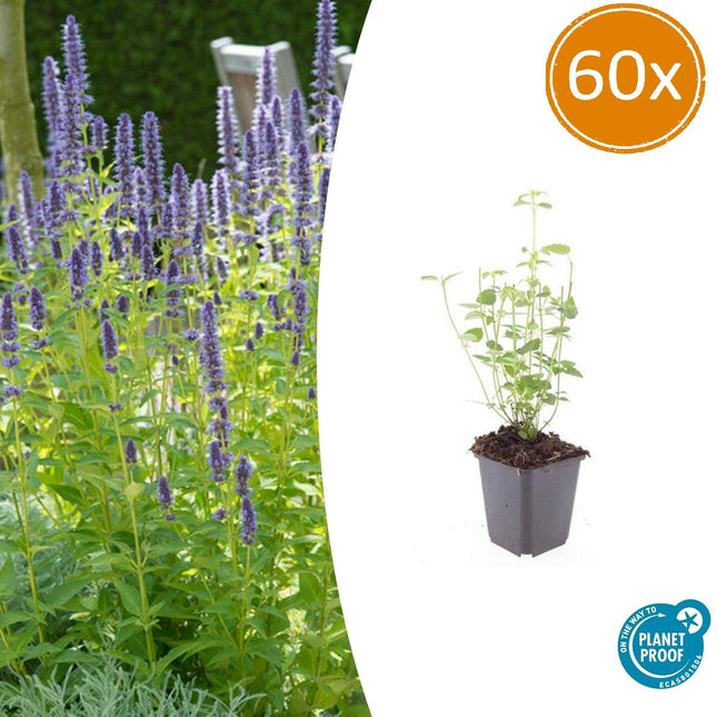 Agastache 'Black Adder' - Dropplant - ↕10-25cm - Ø9cm - 60x