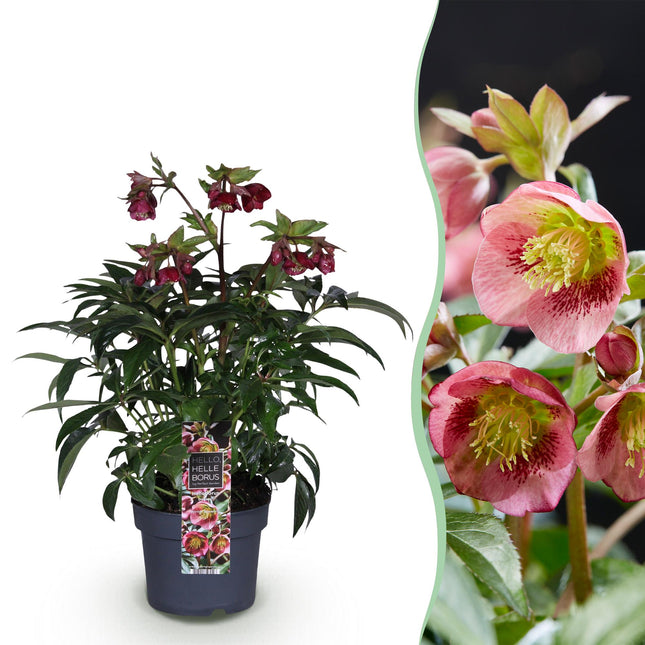 Fastelavnsrose - Helleborus Dacaya - Pink Blomst - ↕50cm - Ø19cm