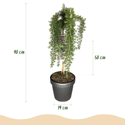 Rosmarinus officinalis Prostratus – Terrassenpflanze – immergrün – winterhart – violette Blume – Topf 19 cm, Höhe 90 cm