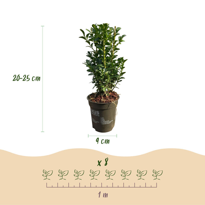 Haagplanten - Buxus sempervirens -  blad groen - 8 planten - 1 strekkende meter - groenblijvend - pot 9cm hoogte 20-25cm