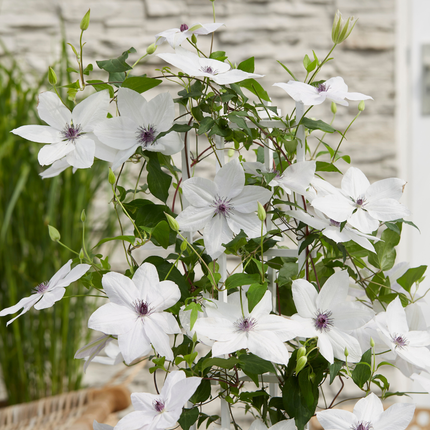 Clematis Garland Tsukiko - ↕70cm - Ø23cm