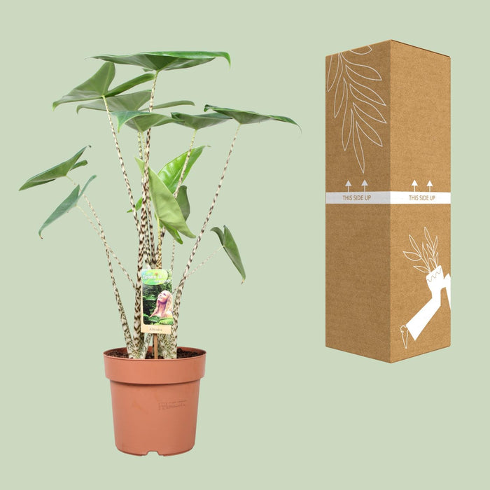 Alocasia Zebrina - Olifantsoor - ↕80cm - Ø21cm