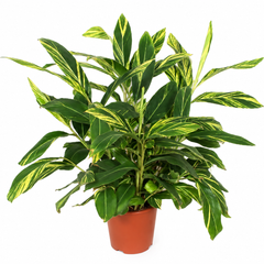 Collection image for: Variegata