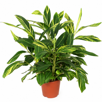 Alpinia Variegata - 90 cm