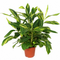 Variegata