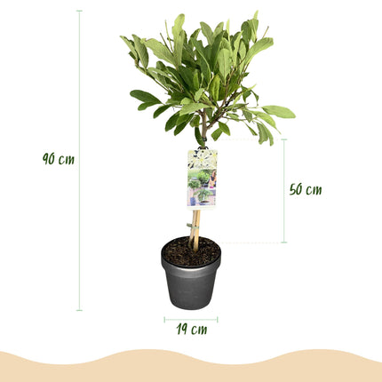 Magnolia stellata - White Flower - ↕90cm - Ø19cm