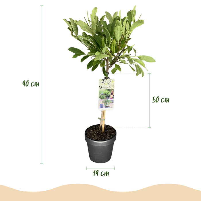 Magnolia stellata -Terras Plant - Bladverliezend - Winterhard - Witte Bloem - Pot 19cm Hoogte 90cm
