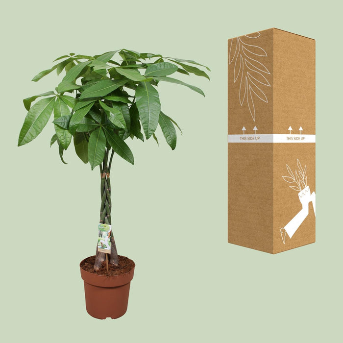Pachira Aquatica - Geldboom - ↕120cm - Ø24cm