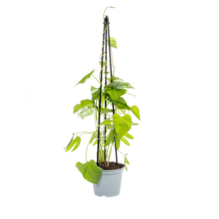 Kletterpflanzenmischung – Rhodochiton, Cobea, Lathyrus &amp; Ipomoea – ↕60 cm – Ø13 cm – 4x