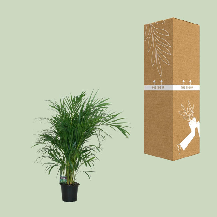 Areca Palm - Dypsis Lutescens - ↕100cm - Ø19cm