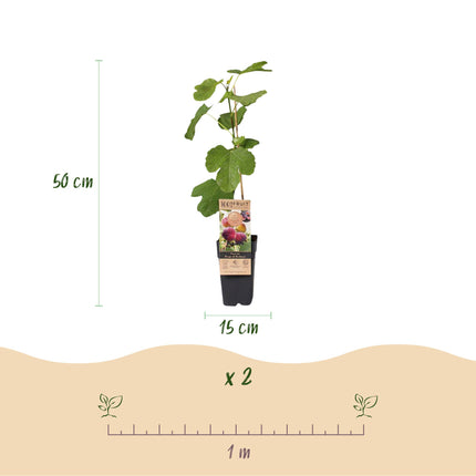 Ficus carica Rouge de Bordeaux - Higuera - Resistente - Fruto morado - 2 plantas - Maceta de 15 cm - Altura 50 cm