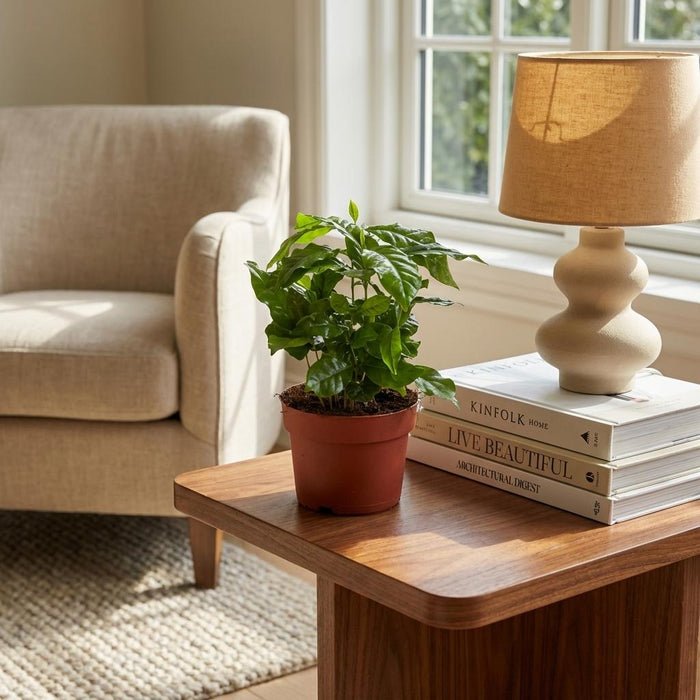 Coffea Arabica - Koffieplant - Wit - ↕15-20cm - Ø12cm