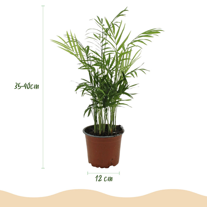 Chamaedorea elegans - Goudpalm - met Mand - ↕15cm - Ø12cm - 4x