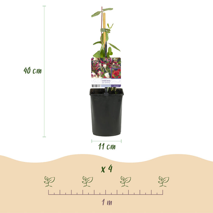 Kamperfoelie - Lonicera Serotina - Bloem Roze met Wit - Kamperfoelie - ↕40cm - Ø11cm - 2x