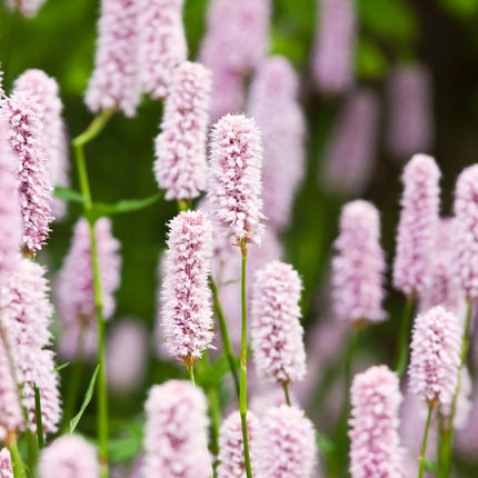 Persicaria bistorta - Adderwortel - ↕10-25cm - Ø9cm - 48x