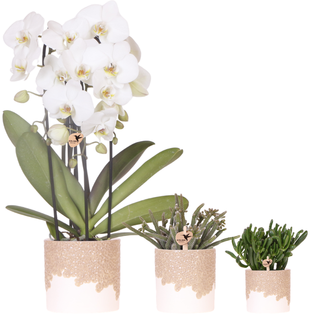 Kolibri Company | Bloom Sand plantesæt | Hvid Niagara Falls orkidé 12 cm + grønne planter inkl. Bloom Sand dekorative potter