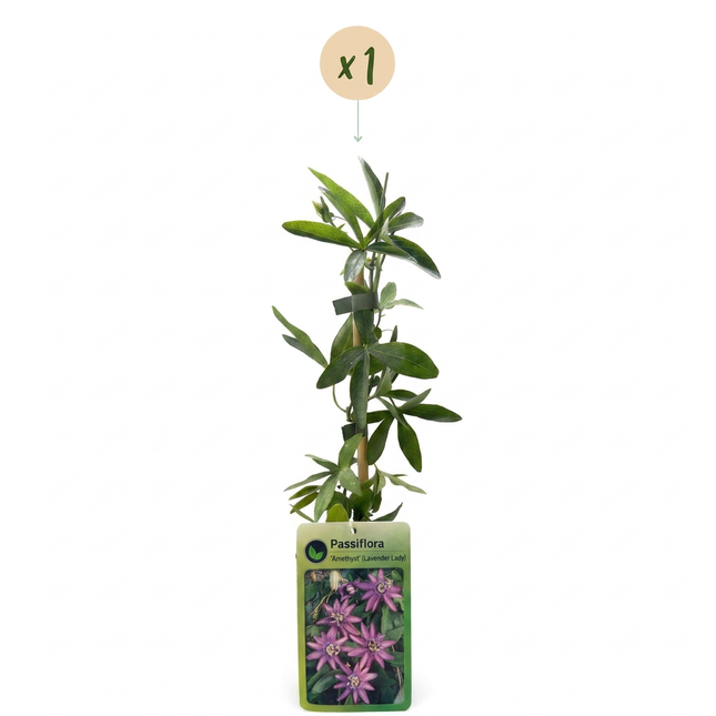 Passiflora Lavender Lady - Passiebloem Lavendel Dame - Paars - Klimplant - Ø9cm - ↕35cm